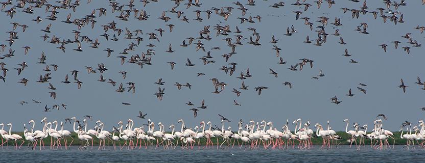 Chilika1