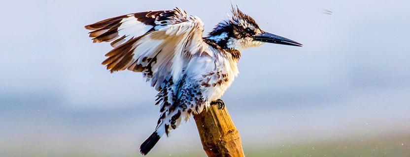 Chilika